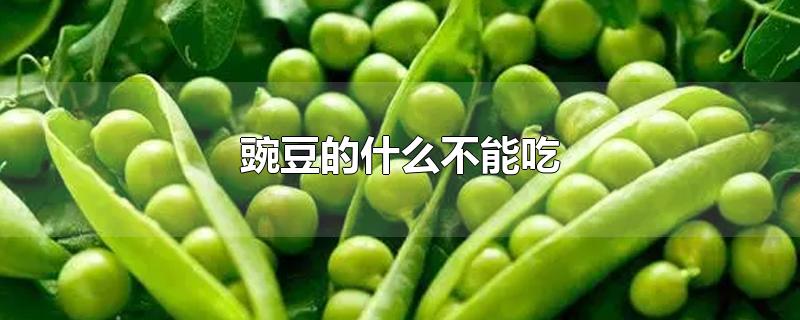 豌豆的什么不能吃