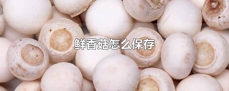 鲜香菇怎么保存