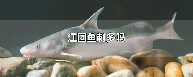 江团鱼刺多吗