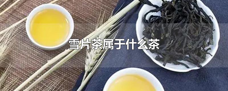 雪片茶属于什么茶