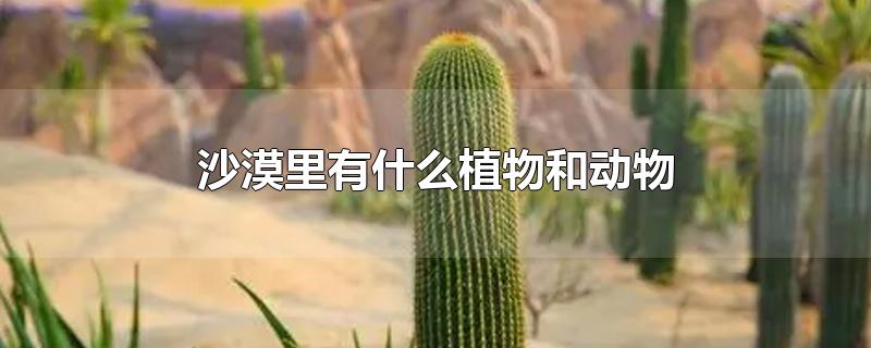 沙漠里有什么植物和动物