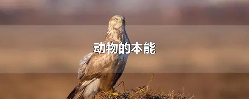 动物的本能