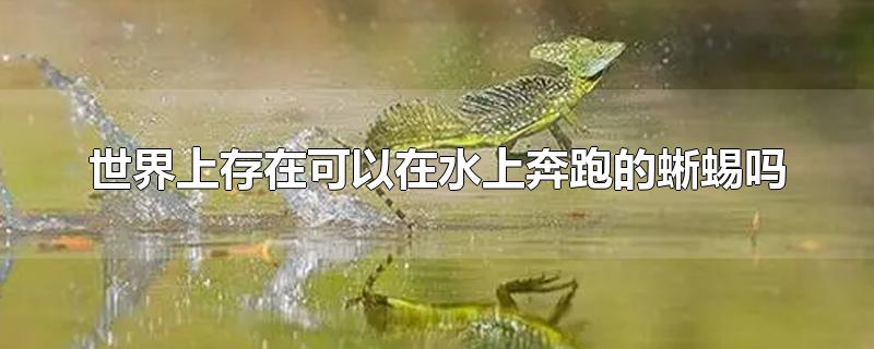 世界上存在可以在水上奔跑的蜥蜴吗