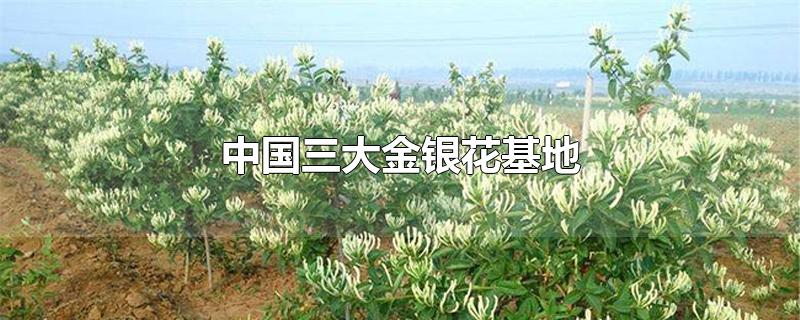 中国三大金银花基地