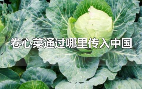 卷心菜通过哪里传入中国