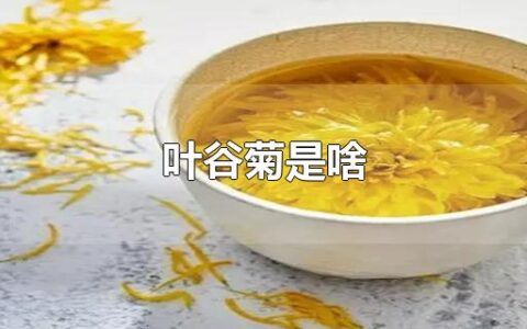 叶谷菊是啥