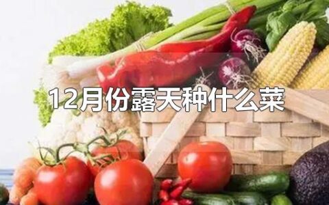 12月份露天种什么菜