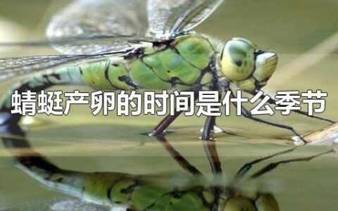 蜻蜓产卵的时间是什么季节