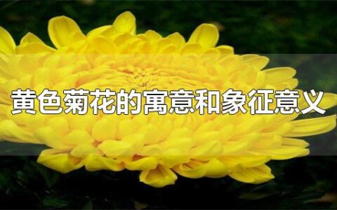 黄色菊花的寓意和象征意义