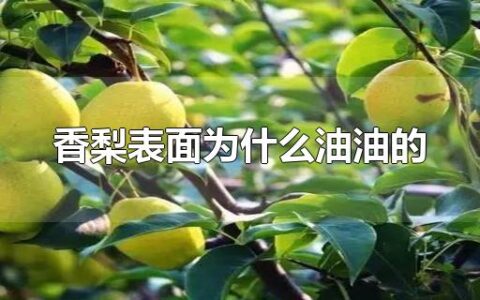 香梨表面为什么油油的