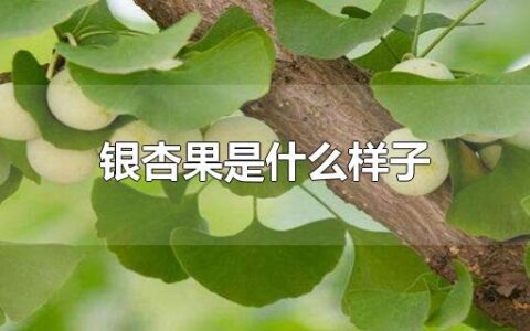 银杏果是什么样子