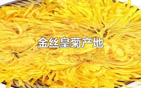 金丝皇菊产地