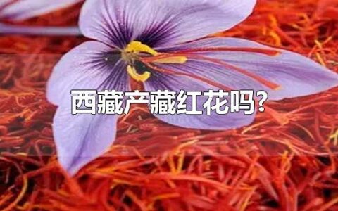 西藏产藏红花吗?