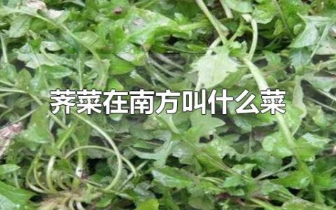 荠菜在南方叫什么菜