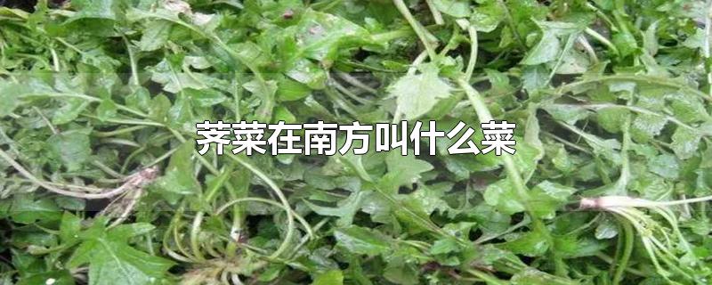 荠菜在南方叫什么菜