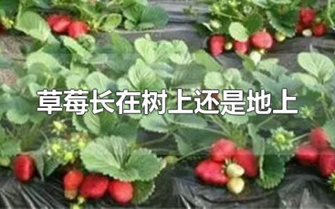 草莓长在树上还是地上