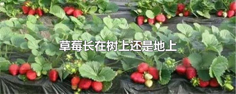 草莓长在树上还是地上