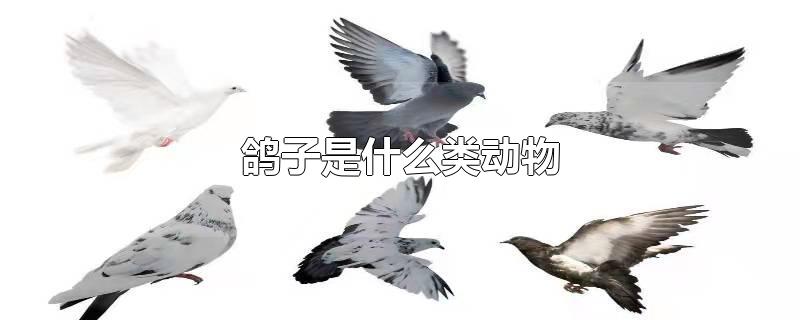 鸽子是什么类动物