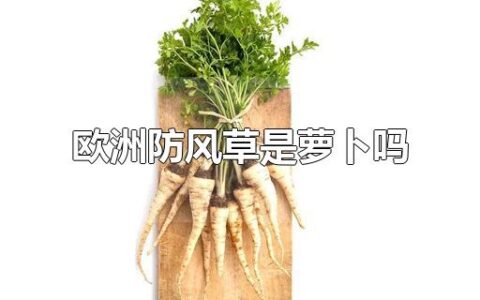 欧洲防风草是萝卜吗