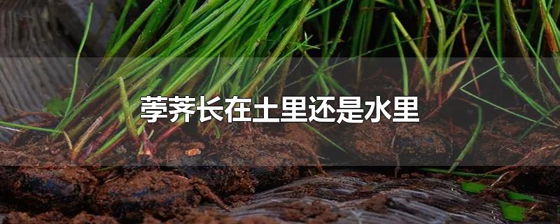 荸荠长在土里还是水里