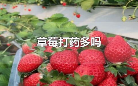 草莓打药多吗