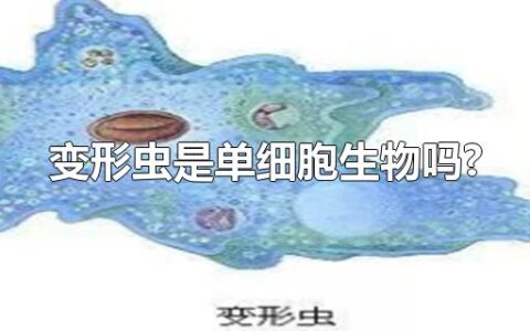 变形虫是单细胞生物吗?