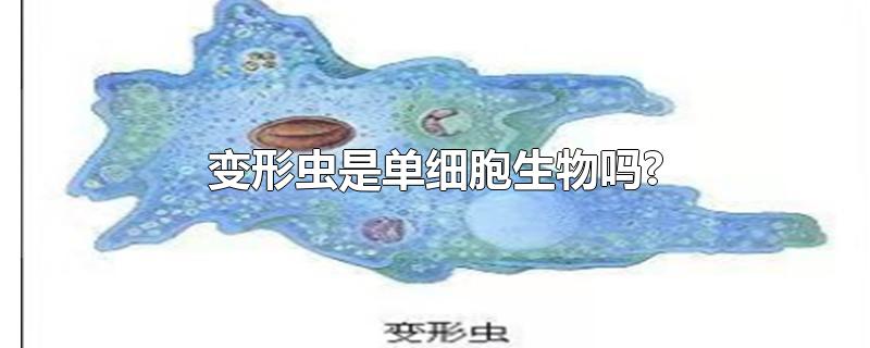 变形虫是单细胞生物吗?