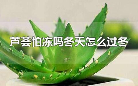 芦荟怕冻吗冬天怎么过冬