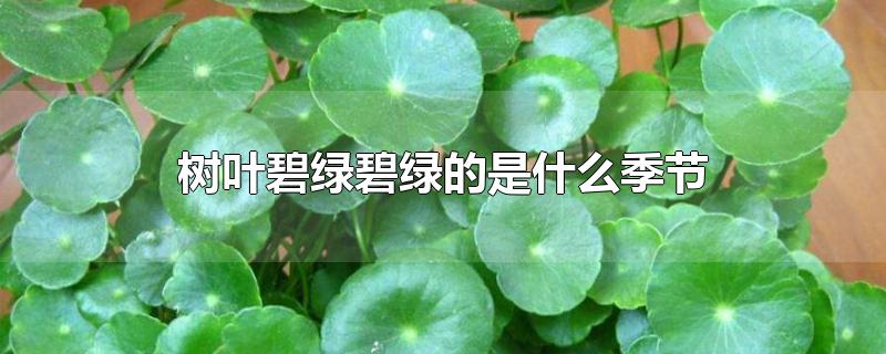 树叶碧绿碧绿的是什么季节