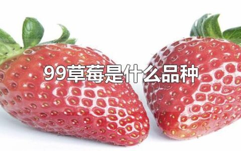 99草莓是什么品种