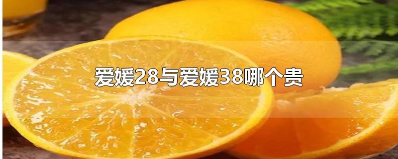 爱媛28与爱媛38哪个贵