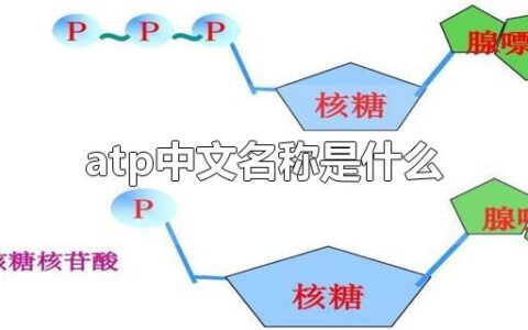 atp中文名称是什么