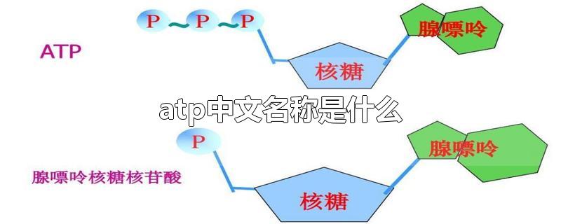 atp中文名称是什么