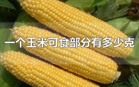 一个玉米可食部分有多少克