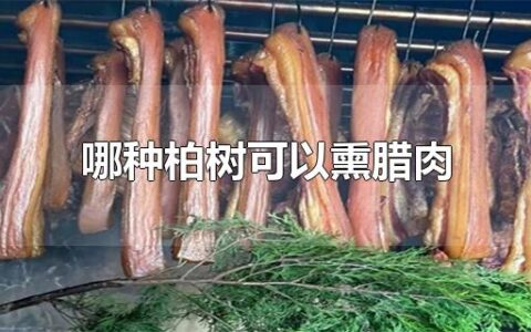 哪种柏树可以熏腊肉