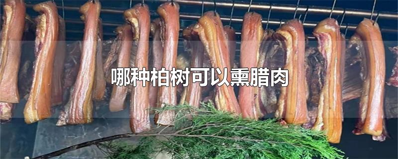 哪种柏树可以熏腊肉