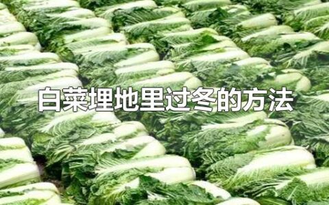 白菜埋地里过冬的方法