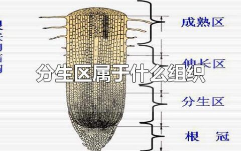 分生区属于什么组织