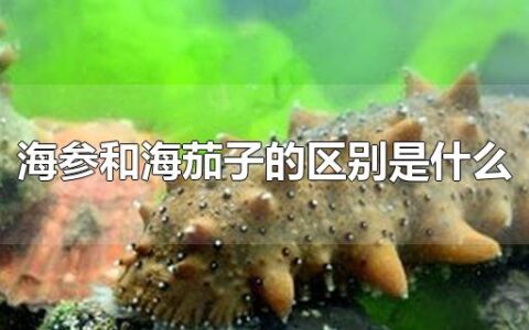 海参和海茄子的区别是什么