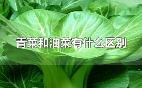 青菜和油菜有什么区别