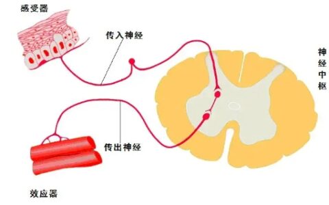 反射弧由哪些部分组成