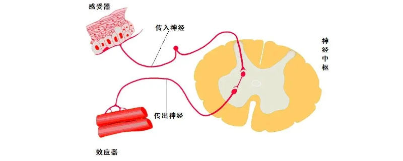 反射弧由哪些部分组成