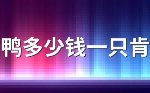 可达鸭多少钱一只肯德基 肯德基可达鸭怎么获得2022