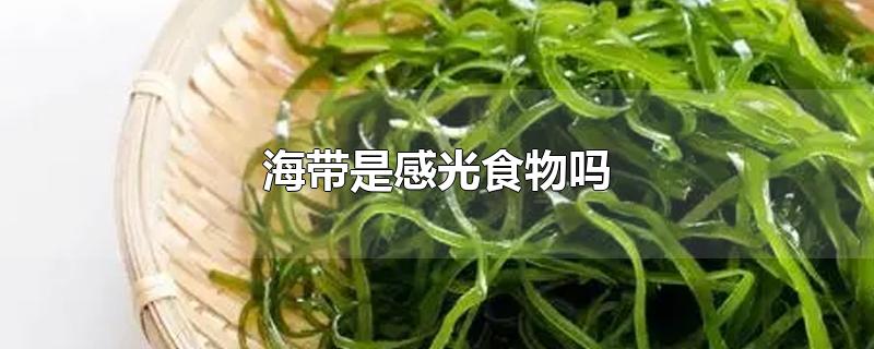 海带是感光食物吗