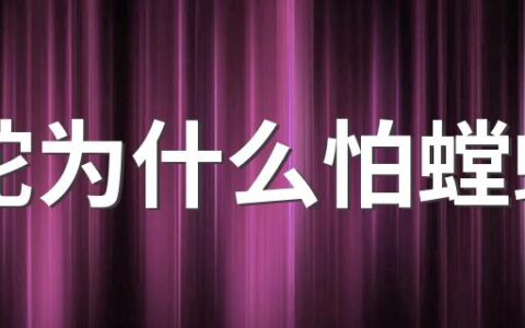 蛇为什么怕螳螂 蛇为什么打不过螳螂