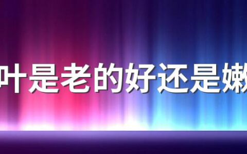 粽子叶是老的好还是嫩的好 包粽子用什么叶子比较好