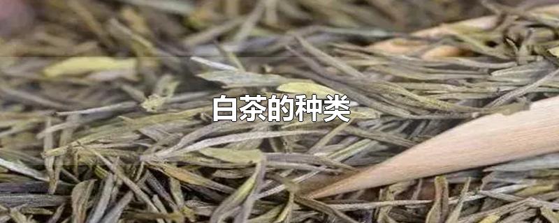 白茶的种类