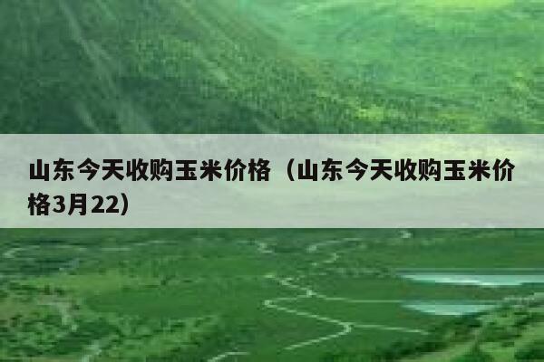 山东今天收购玉米价格（山东今天收购玉米价格3月22） 第1张