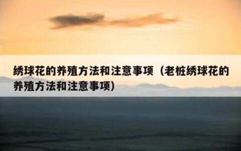 绣球花的养殖方法和注意事项（老桩绣球花的养殖方法和注意事项）