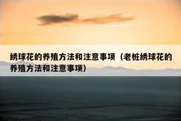 绣球花的养殖方法和注意事项（老桩绣球花的养殖方法和注意事项） 第1张